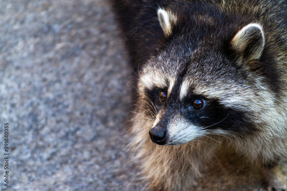 Raccoon portrait, close up photo with a place for your content
