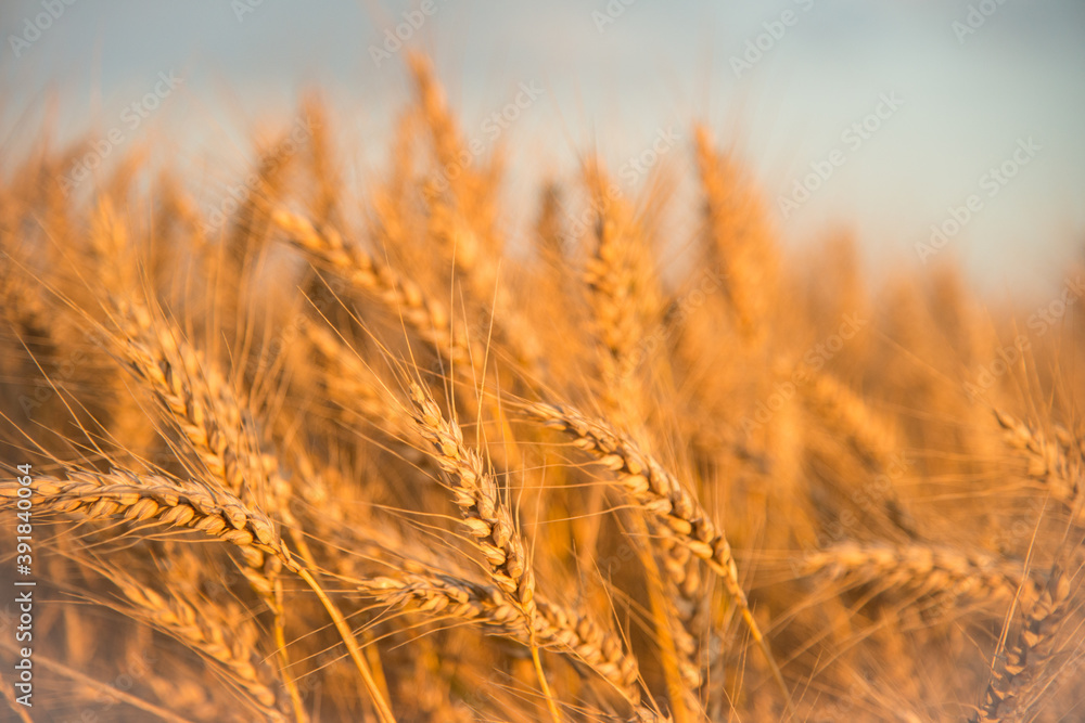 Fototapeta premium Wheat in the June sun.The concept of agriculture and food production.