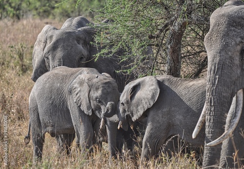 Canvas Print elephants in the wild