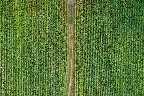 Drone view of a green maize field in Mazovia Province of Poland