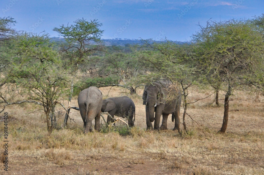 elephants in the savannah