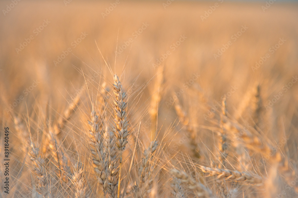 Wheat in the June sun.The concept of agriculture and food production. Wheat in the June sun.The concept of agriculture and food production.