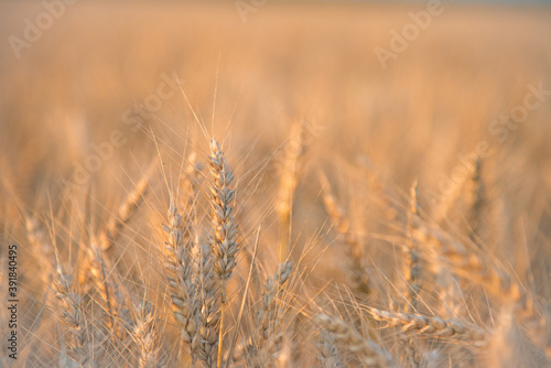 Wheat in the June sun.The concept of agriculture and food production.