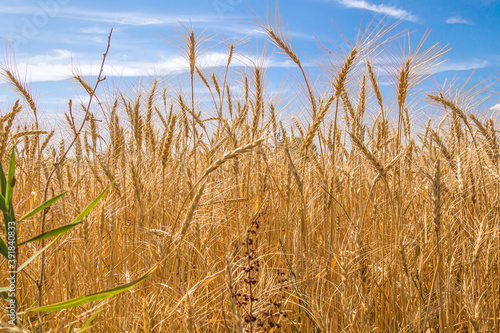 Golden ears of ripe wheat. Closeup ears on a wheat field against a blue sky and white clouds. Harvest concept