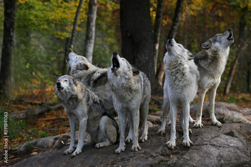 Canvas Print Eastern timber wolves howling on a rock.