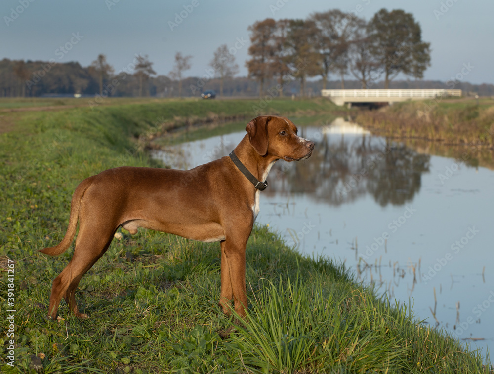 Dog at Wapserveense Aa Frederiksoord Netherlands.
Dog at Wapserveense Aa Frederiksoord Netherlands.