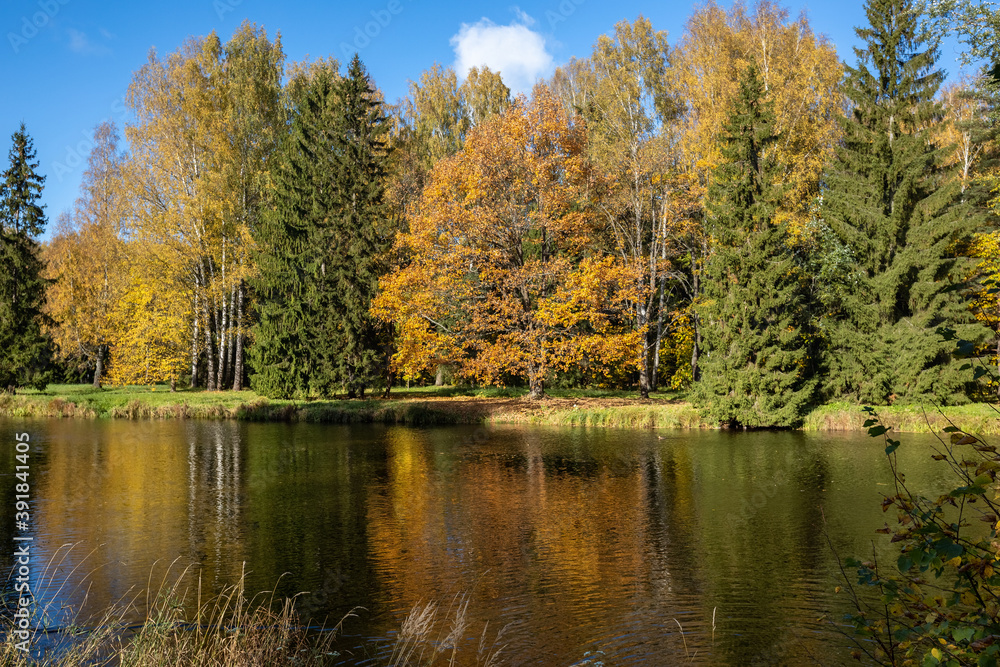 Fototapeta premium Trees in the park covered with bright yellow leaves on the shore of the pond. Golden autumn in Pavlovsk.
