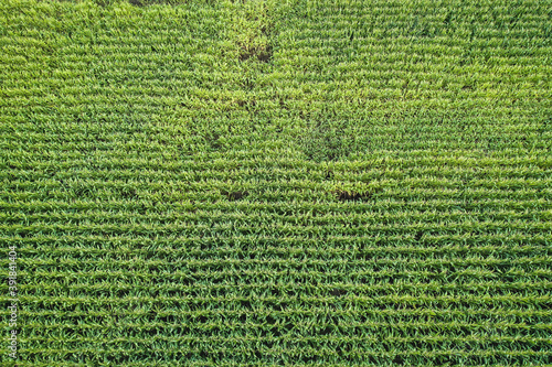 Drone photo of green maize field in Gmina Korytnica, Mazovia Province of Poland