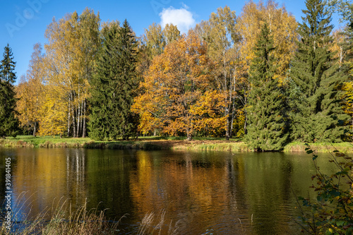 Trees in the park covered with bright yellow leaves on the shore of the pond. Golden autumn in Pavlovsk.
