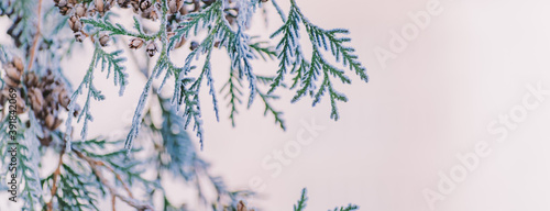 Winter panorama winter plants with snow and frost on a light background for decorative design