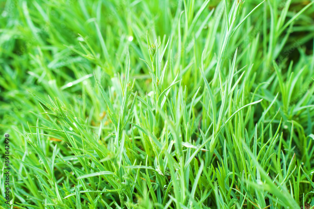 Green grass summer background or texture. Morning fresh greeny grass. Green grass summer background or texture. Morning fresh greeny grass.
