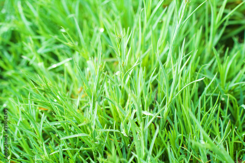 Green grass summer background or texture. Morning fresh greeny grass.