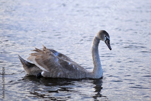 Swan in the river