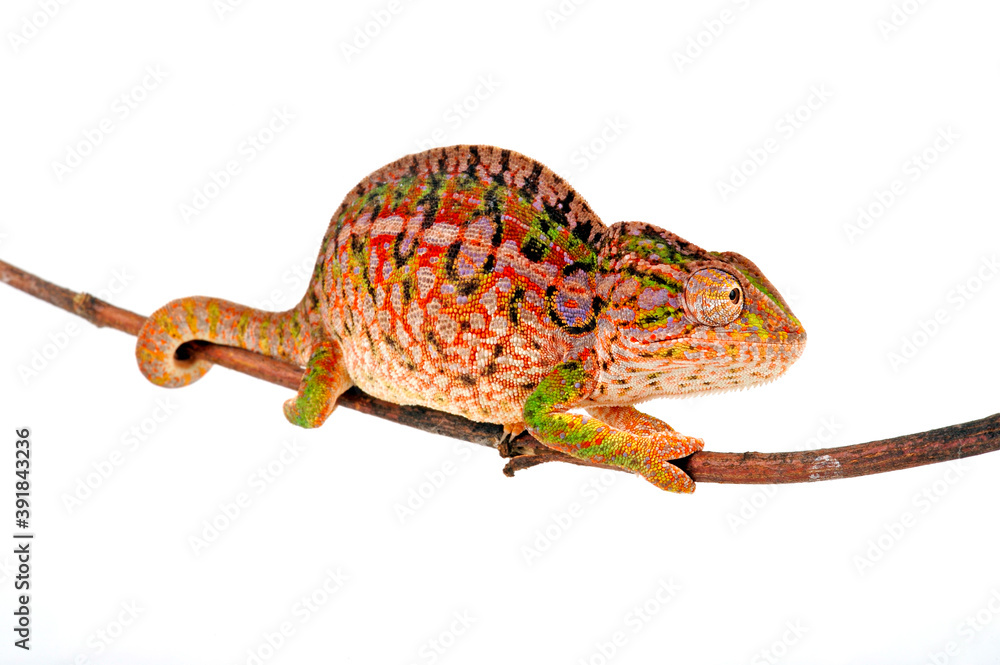 Teppichchamäleon (Furcifer lateralis) Carpet chameleon StockFoto