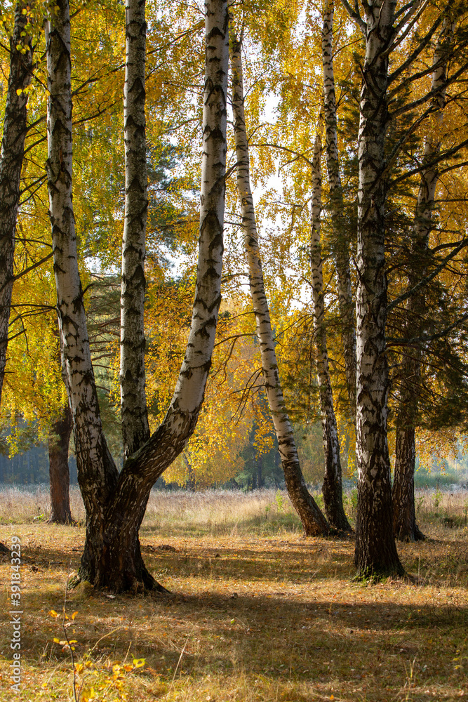 birch trunks and their shadows at the edge of the autumn forest birch trunks and their shadows at the edge of the autumn forest