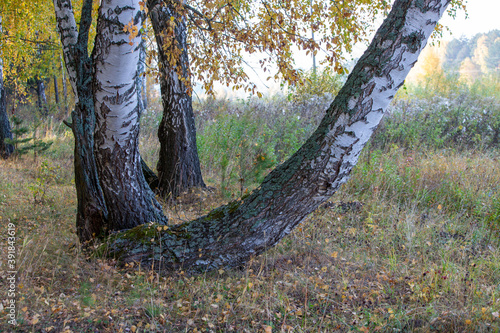 birch trees in the autumn forest in the morning