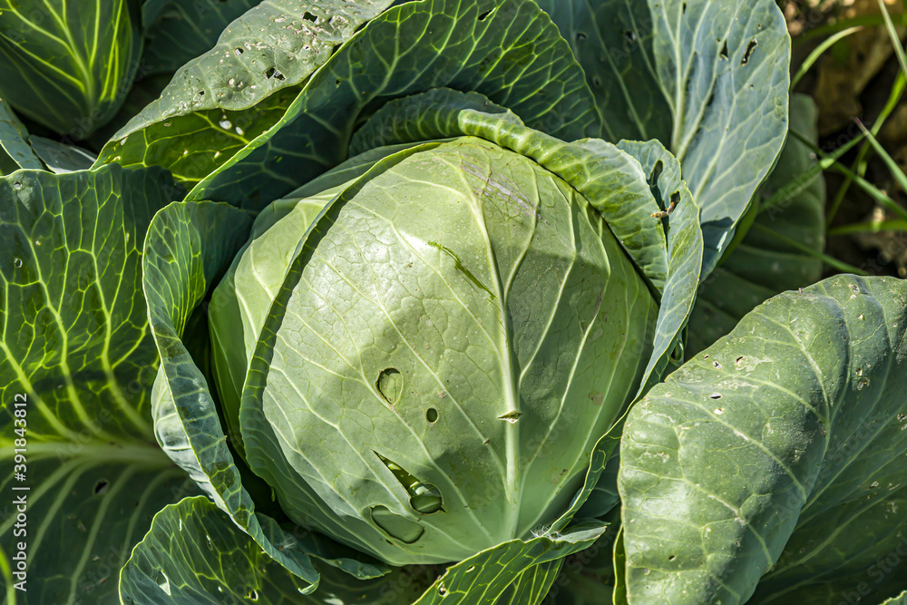 Fototapeta premium Natural white cabbage grows on a bed. Useful food, gardening, agriculture.