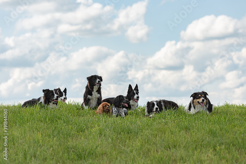 Photography A pack of obedient dogs - Border Collies and other in all ages from the young do