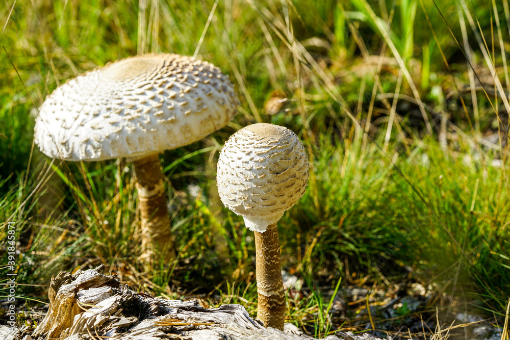 two grown up white Parasol mushroom with scaly hats in a pine forest edge two grown up white Parasol mushroom with scaly hats in a pine forest edge