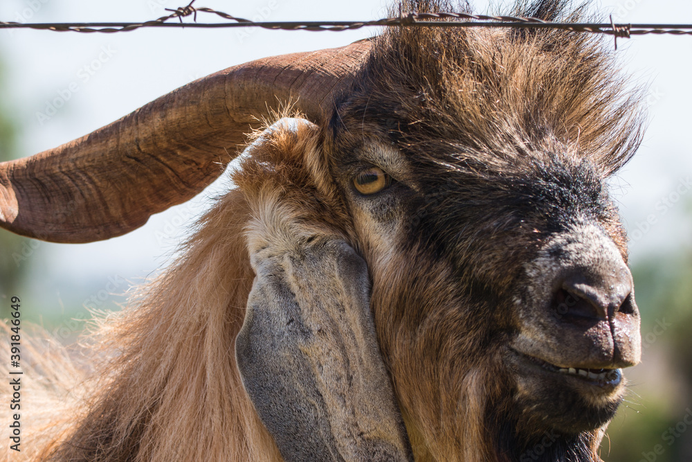 close up portrait of a goat