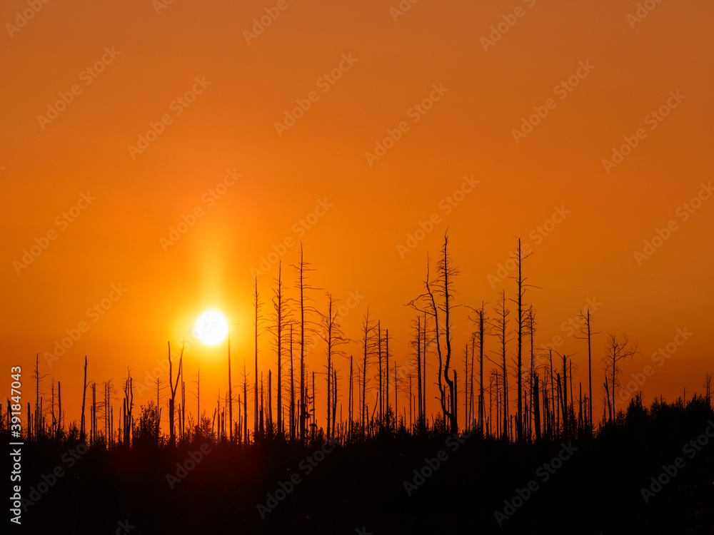 Red sunset through the silhouette of burnt trees. Forest after a fire. Copy space.