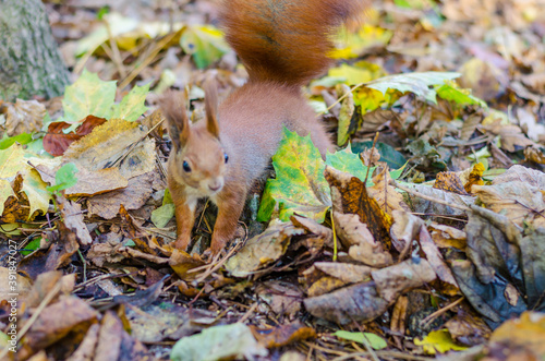 Redhead squirrel in the city park in the autumn season