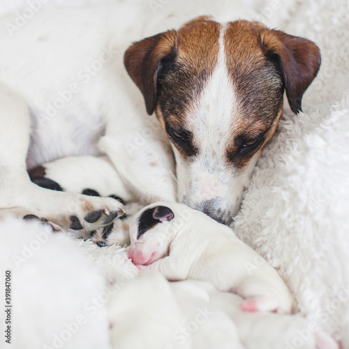 Newborn puppy with mother dog