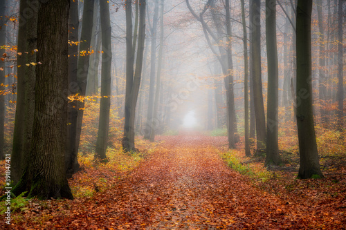 Forest road between the autumn trees in foggy morning