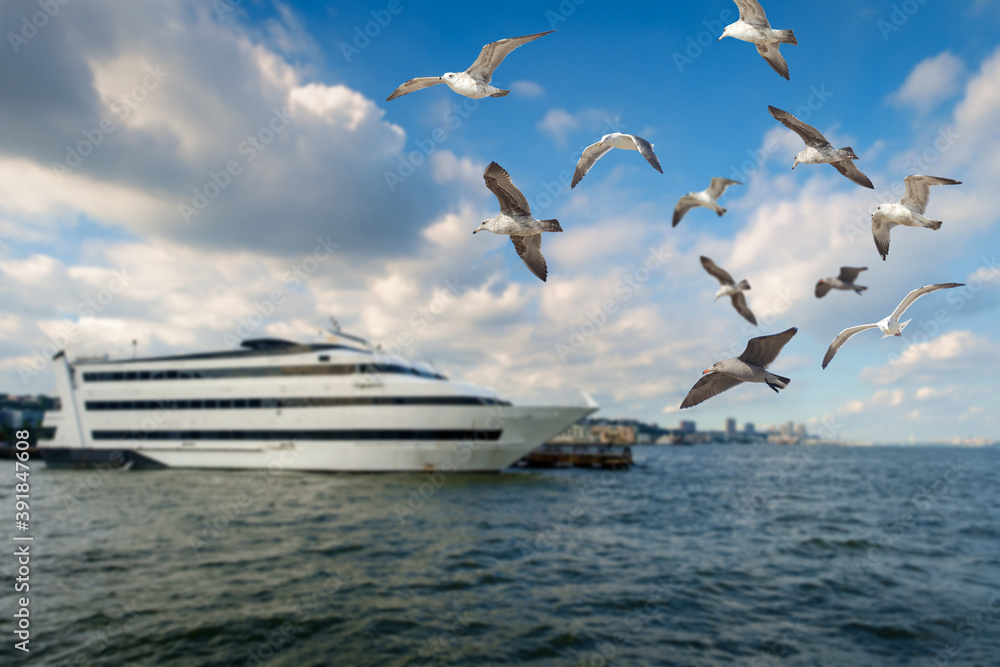 Seagulls Cruise Ship