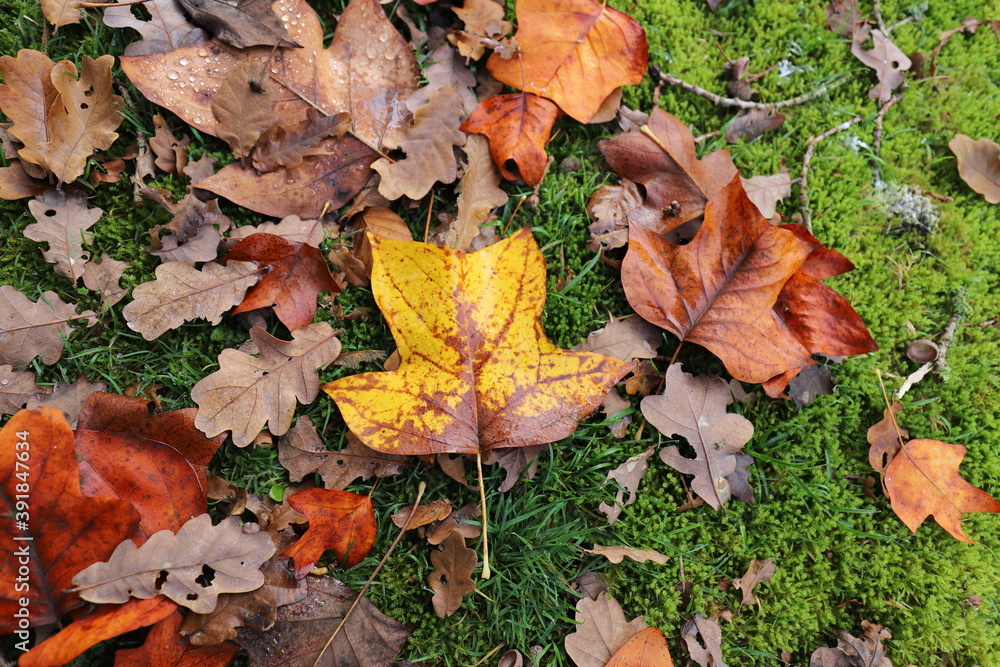 Single yellow autumn maple leave in forest on the ground. Single yellow autumn maple leave in forest on the ground.