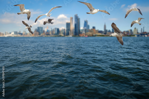 Seagulls New York City