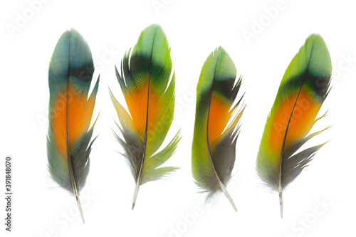 Beautiful collection parrot lovebird feather isolated on white background photo