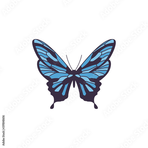 Blue exotic butterfly with patterned wings flat vector illustration isolated.