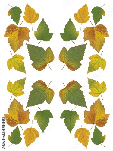 arrangement of various multicolor leaves at autumn isolated