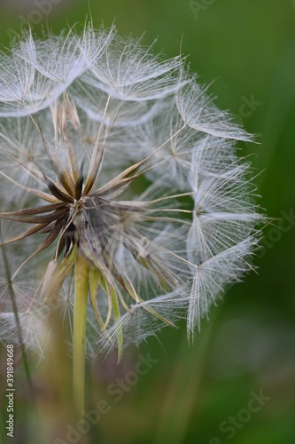 La beaut   de la nature. Rencontre avec de magnifiques fleurs