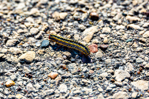 Caterpillar slowly crawling along the hot multicolored summer asphalt en route to the cool green grass