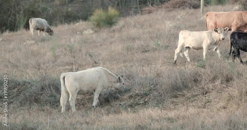 Alentejana Cow Breed Grazing In A Cattle Farm In Alentejo Province, Portalegre, Portugal - Medium Shot photo