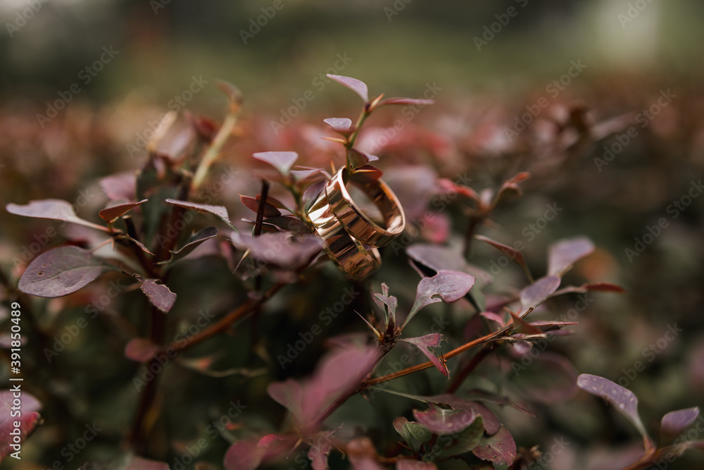 gold wedding rings hanging on a bush branch