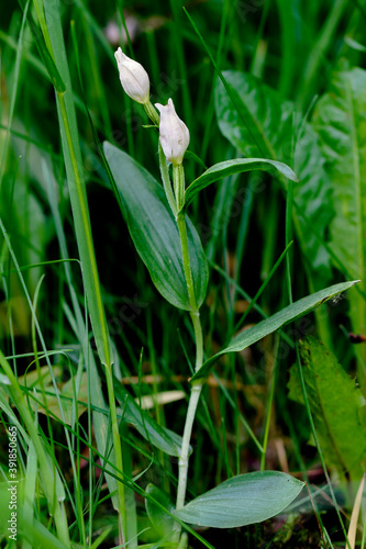 Close-up photo of rare orchid in the natural environment. White helleborine, Cephalanthera damasonium