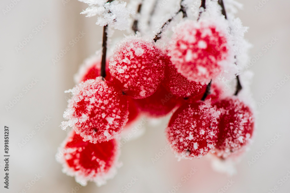 frozen red berries with hoarfrost at cold winter day frozen red berries with hoarfrost at cold winter day