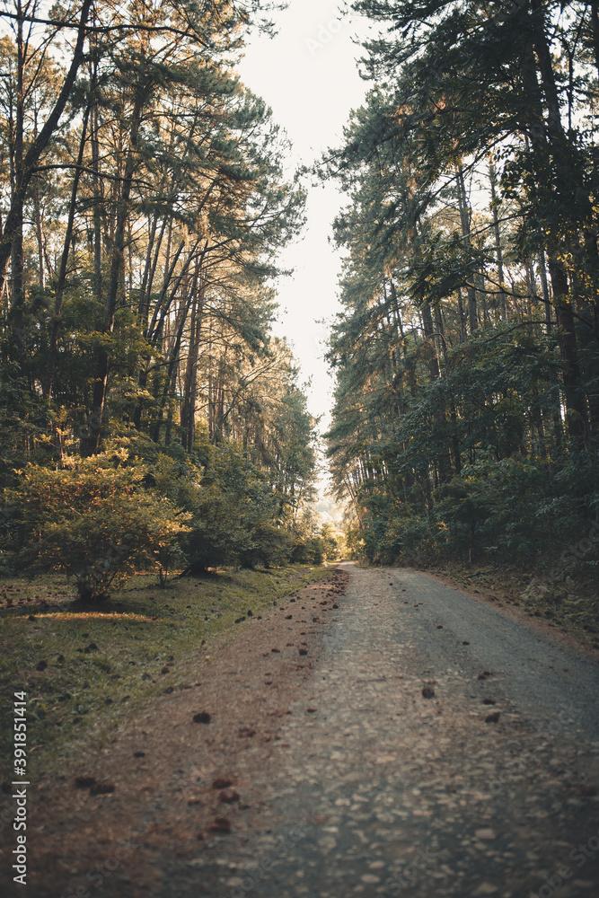 Obraz premium road in the forest