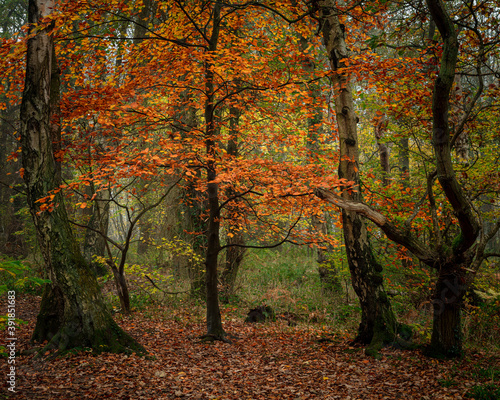 Autumn woodland landscape. Plessey Woods in the county of Northumberland, England, UK. photo