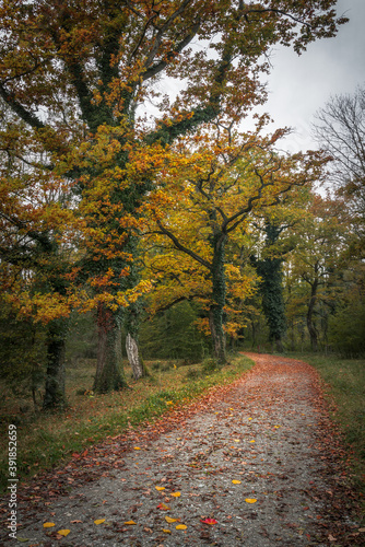 Herbstfarben im Eichenwald I