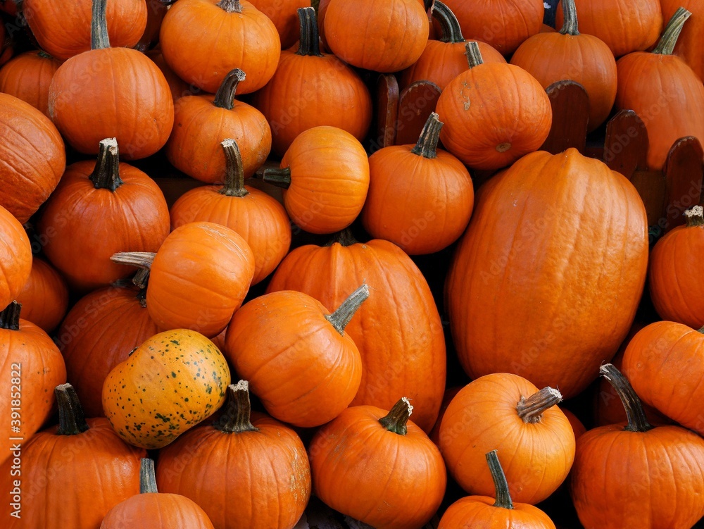 various orange and yellow pumpkins close up various orange and yellow pumpkins close up