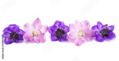 delphinium flower isolated