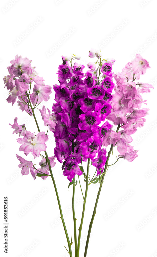 delphinium flower isolated delphinium flower isolated