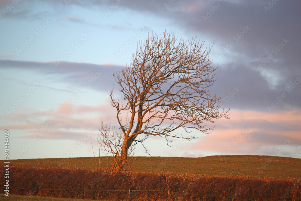Fototapeta premium Tree in evening light in winter 
