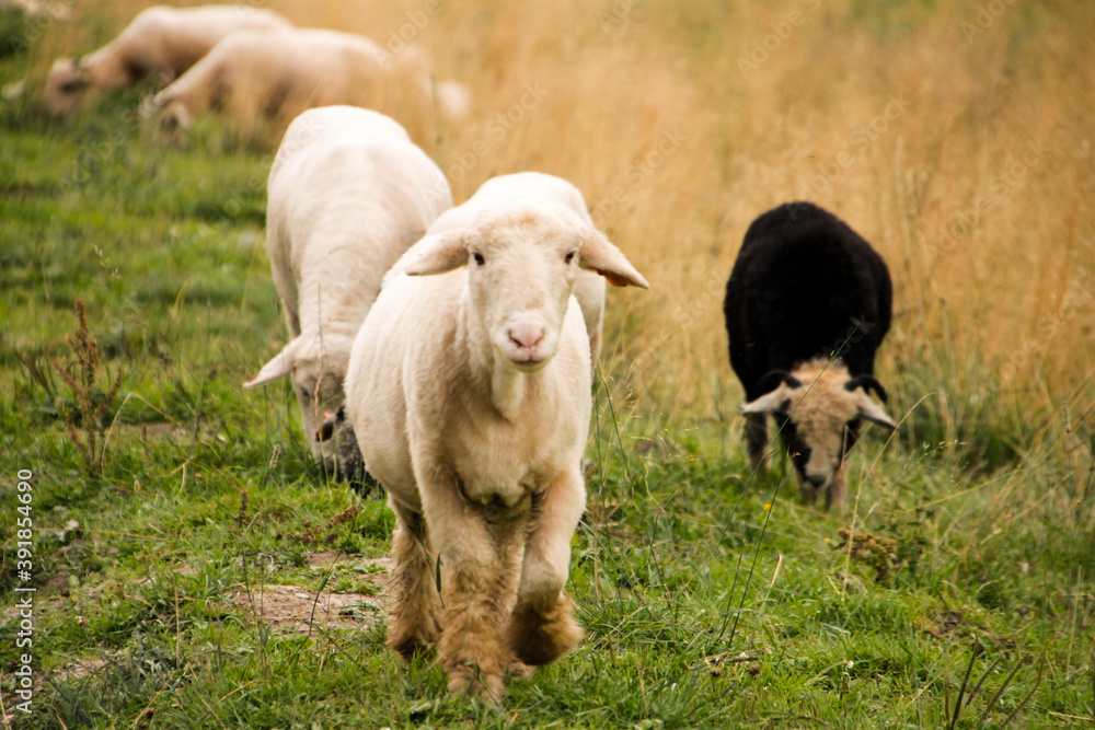 Obraz premium owca biegnąca