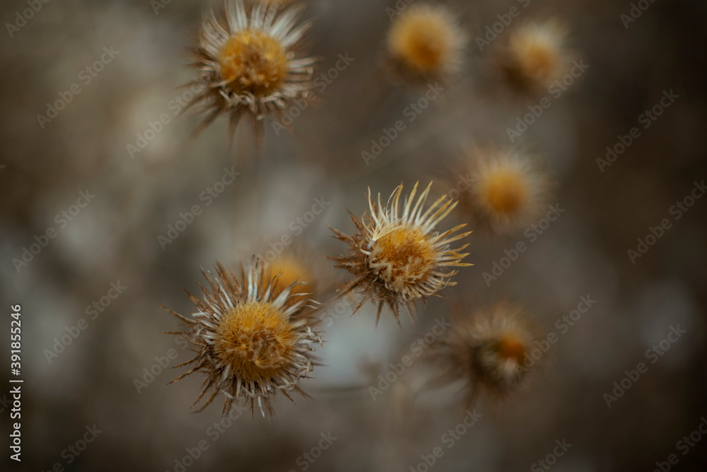close up dry thistle plant growing in the autumn field with bokeh. autumn background with Soft selective focus close up dry thistle plant growing in the autumn field with bokeh. autumn background with Soft selective focus