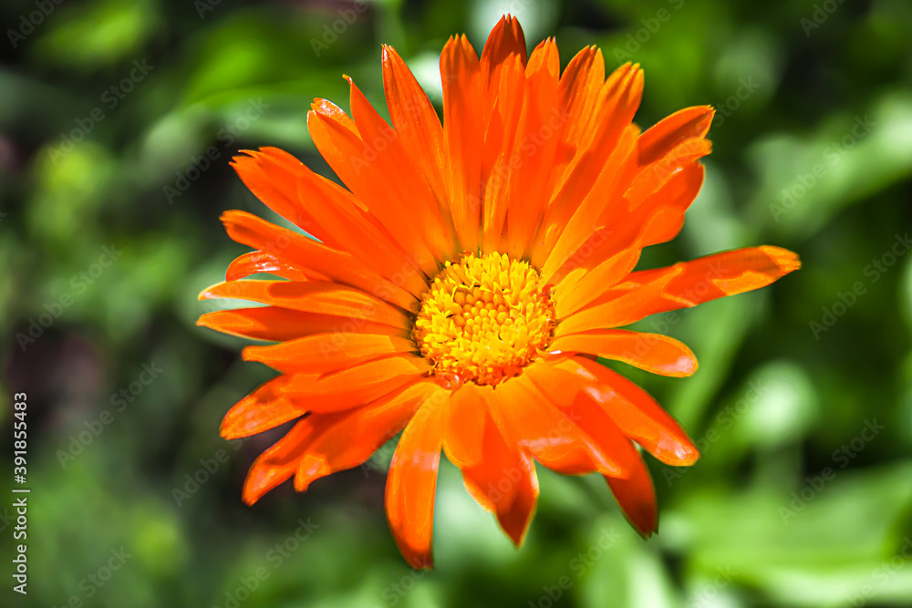 Bright Flower Calendula in the garden in the shade. Close-up.Close up of a orange pot marigold bloom in dappled shade. Bright Flower Calendula in the garden in the shade. Close-up.Close up of a orange pot marigold bloom in dappled shade.